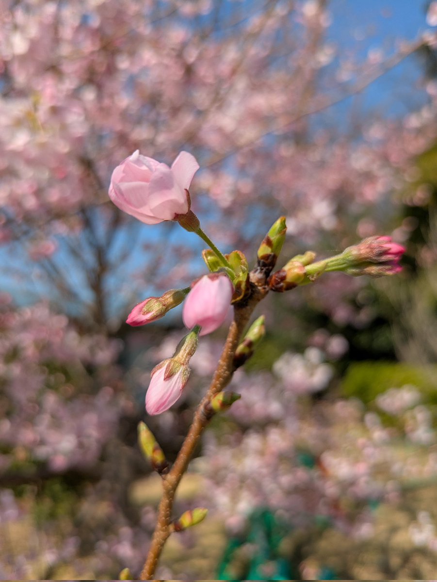 linklink753's tweet photo. 花見に行って来ました。
染井吉野はもう少し後ですね!。 https://t.co/NO0R7WvqmW