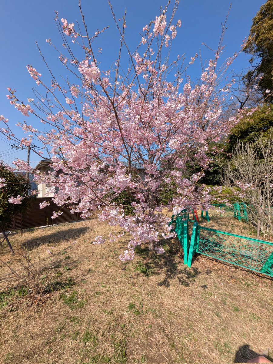 linklink753's tweet photo. 花見に行って来ました。
染井吉野はもう少し後ですね!。 https://t.co/NO0R7WvqmW