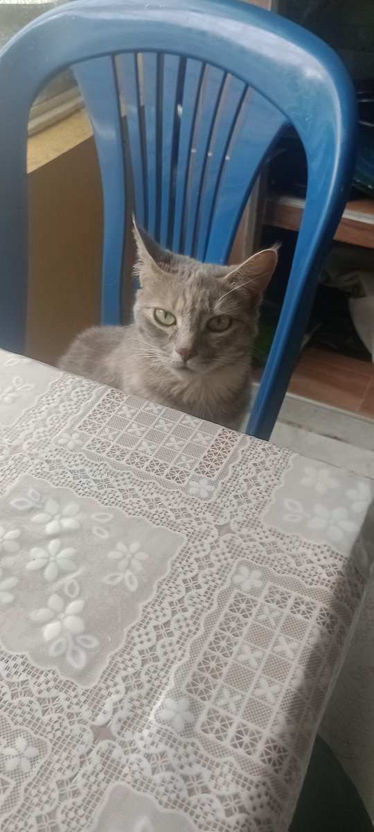 blitzomorningstar tweet media