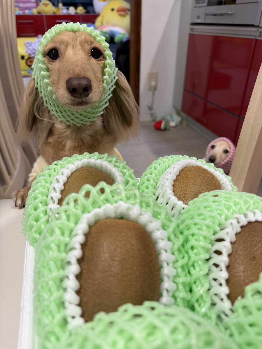 ほんわか姉妹(主) tweet media