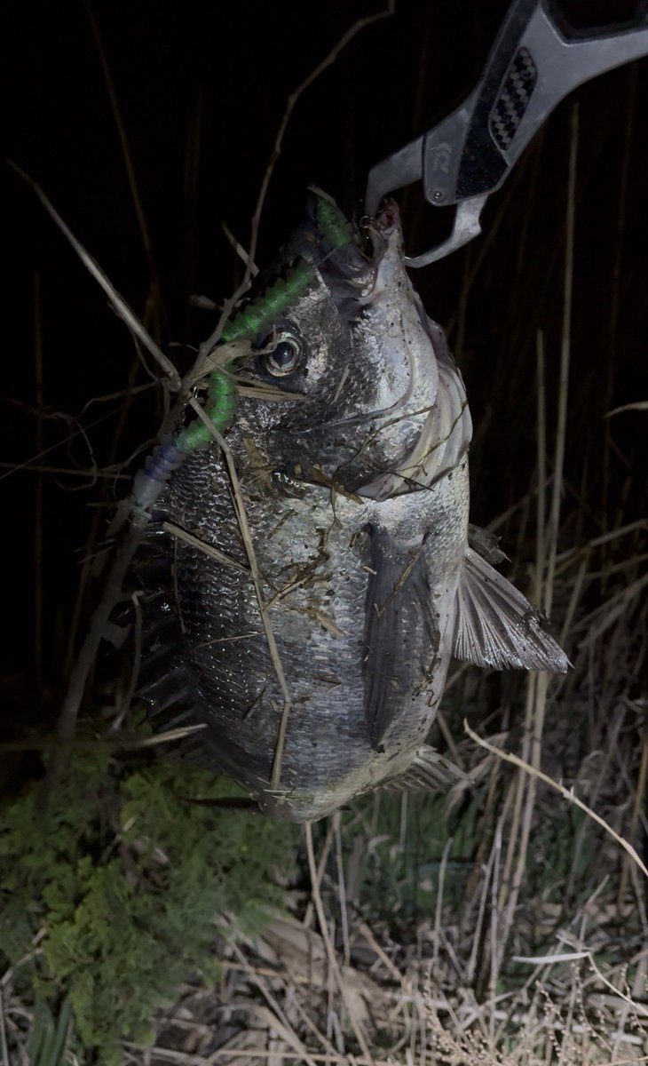 hayatofishing23's tweet photo. フレックス135slim大爆発💥
頑張って買った甲斐がありました！！
@Mi3_fishing 
#バチ抜け#フレックス135slim#シーバス#北原颯斗#hayatofishing https://t.co/Ak0vLBCgSN