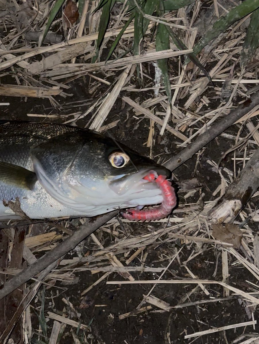 Mi3_official (@Mi3_fishing) / Posts / X