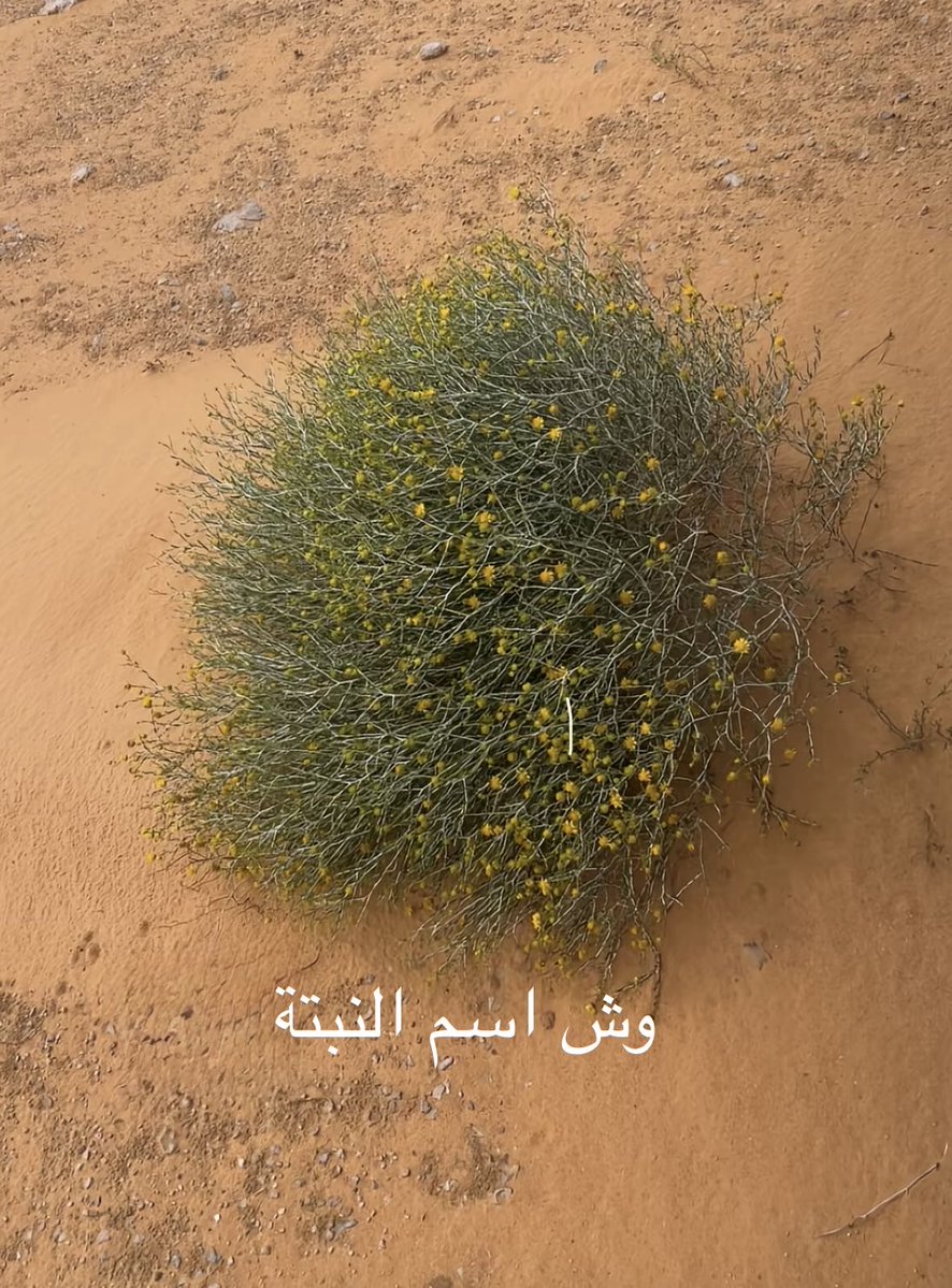 vip خاص نوادرالابل tweet media