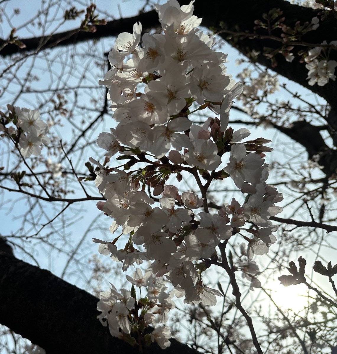 nogizaka46's tweet photo. 【ブログ更新 遠藤さくら】 粉々だったの 心 https://t.co/KuGWj2bKI6 https://t.co/MAmFPPEfnT