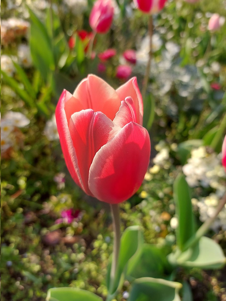 webcat ⚪🔬 tweet media