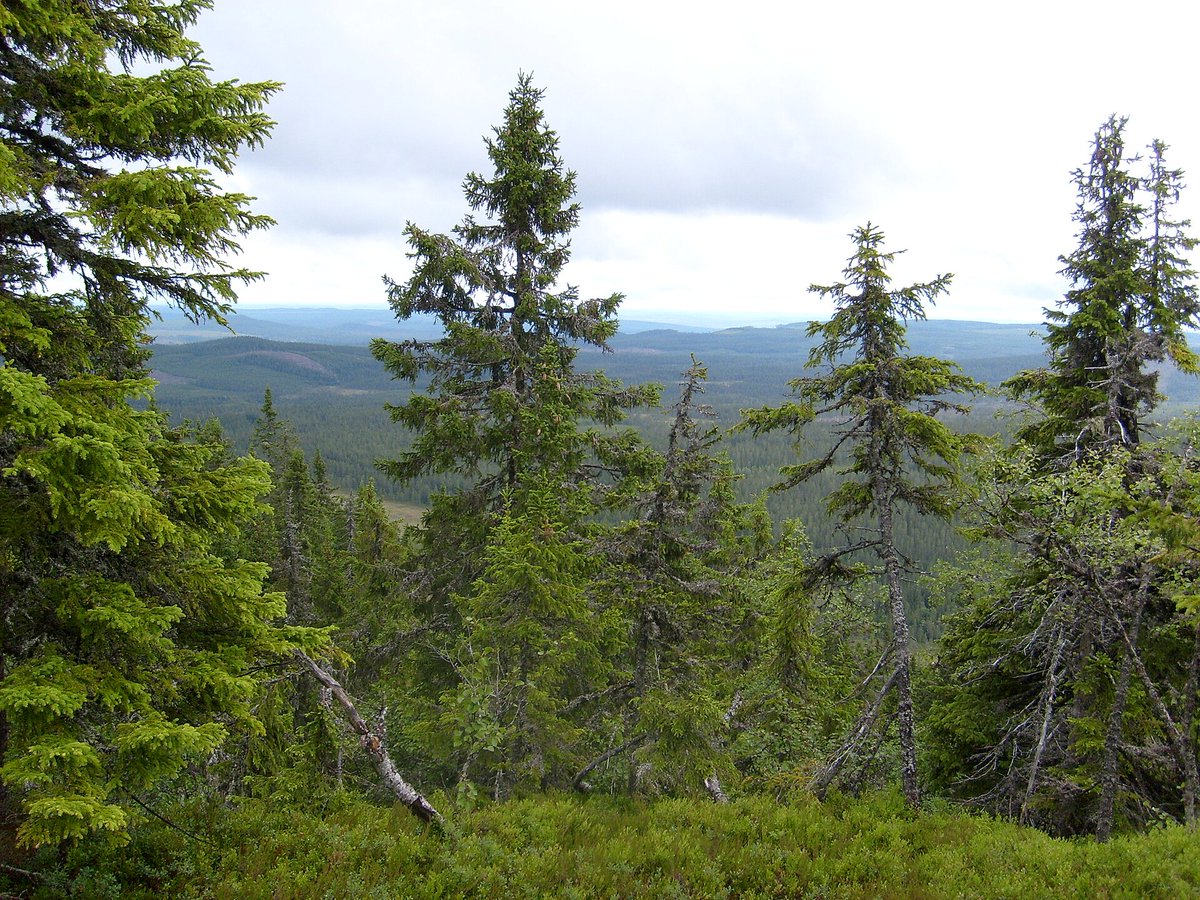 manuelacasasoli's tweet image. Read about the value in protecting primary boreal #forests.

In a new study, researchers "showed the potential impacts of clearing primary boreal forests by comparing the carbon storage of primary and secondary (previously logged) forests in Sweden".

#Science #Biology #Ecology