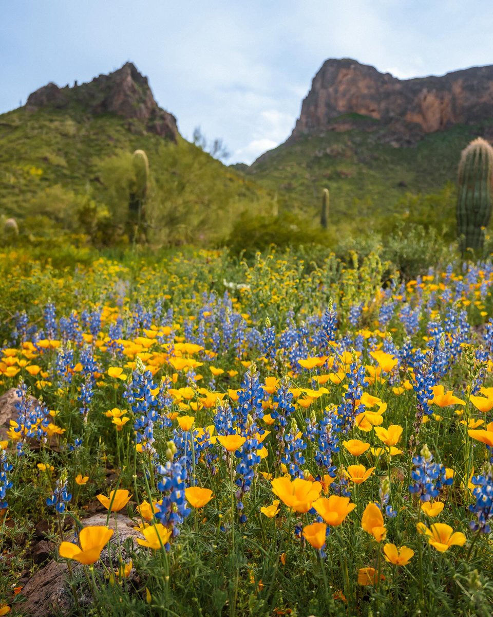 ArizonaTourism's tweet photo. Wildflowers are blooming and skies are blue 🌞🌼 First day of spring in Arizona!

📷: @heyheyitsjesi https://t.co/eagThPpYoE