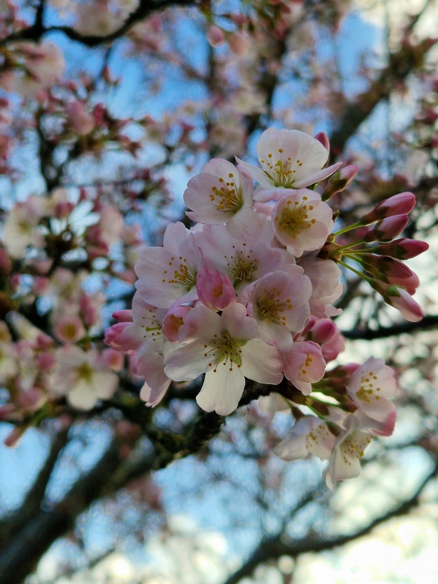 CJ Sunflower 🌻🌻💛 tweet media