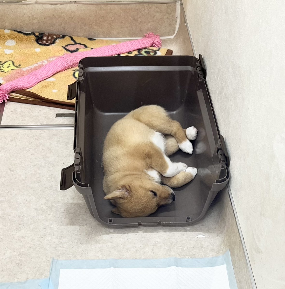 大師前どうぶつ病院 tweet media