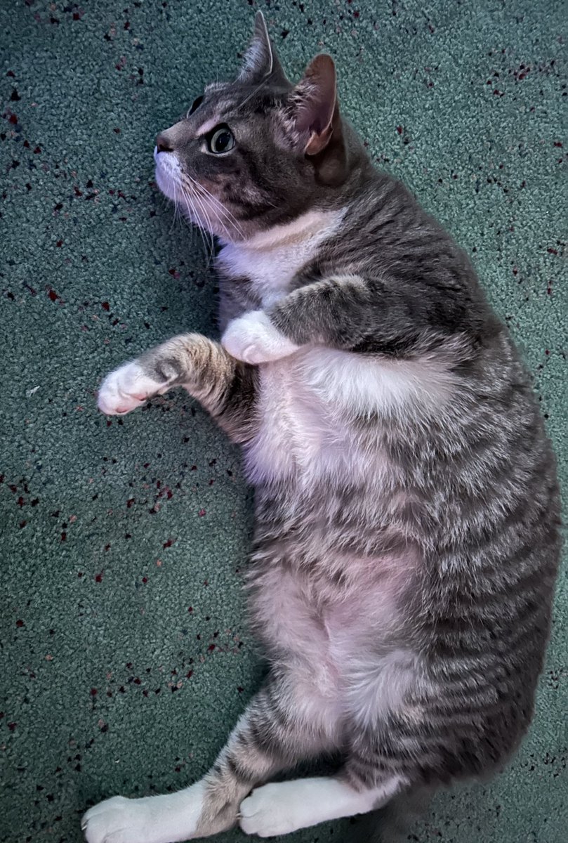 oh Hello kitty,,,ur looking ravishing today,,,