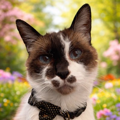 🌸🌈Skippy🐈Kevy🐈Badger🐈Sunny🐈Basil🐈Mikey🌸 tweet media