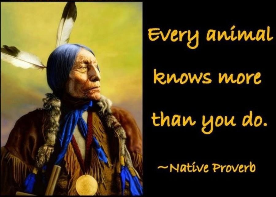 Ya-Native tweet media