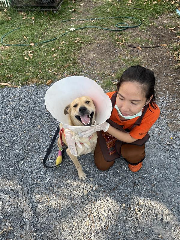ยิ้มได้แล้ว! อัพเดตการช่วยชีวิต “น้องโซเจอร์” หลังถูกคนทำร้ายสุดทารุณ ขาหลังสองข้างถูกมัดด้วยเชือกเป็นแผลเหวอะถึงกระดูก ต้องตัดขาออกหนึ่งข้าง