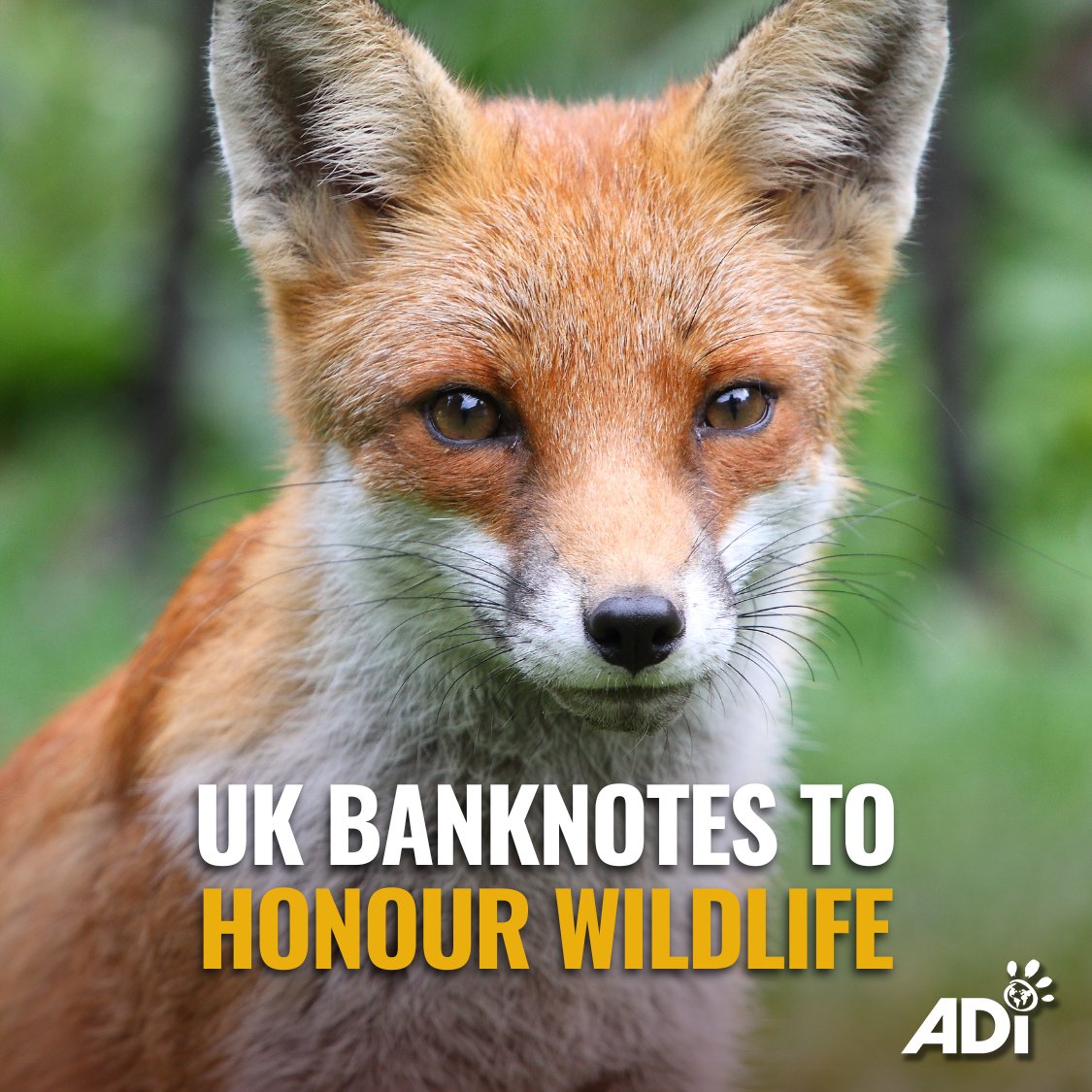 Signal Forge tweet media