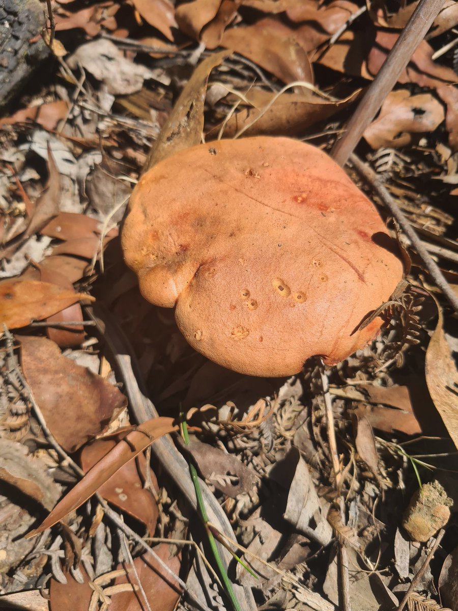 heterosexual thought leader 🌶🇵🇸 tweet media