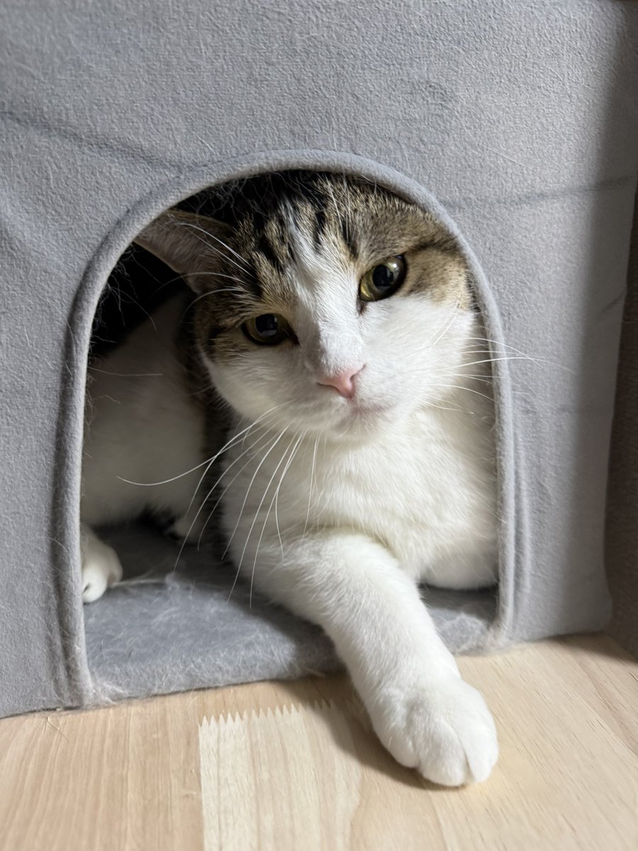 ますいぬ/GodSam tweet media