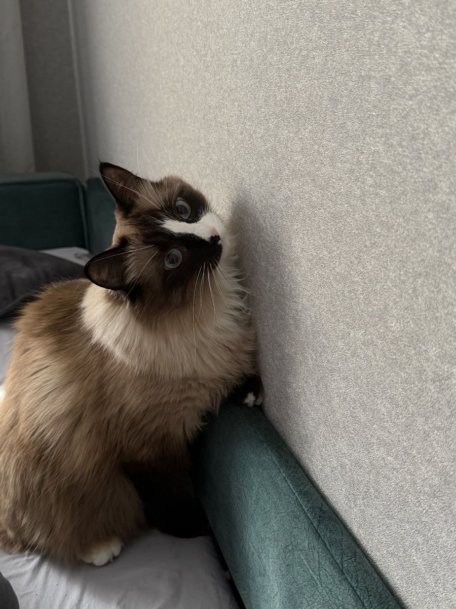 oh, it’s you tweet media