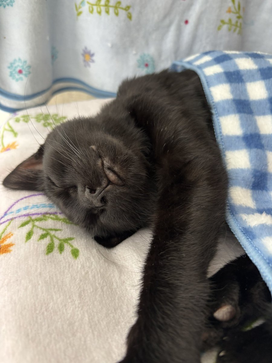 猫と生き直し tweet media