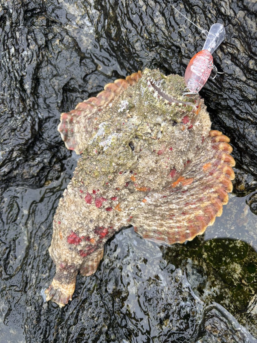 フィッシャーマンおちゃぴ🌺 tweet media