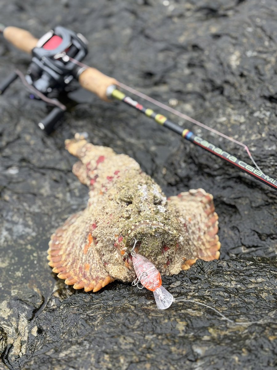 フィッシャーマンおちゃぴ🌺 tweet media