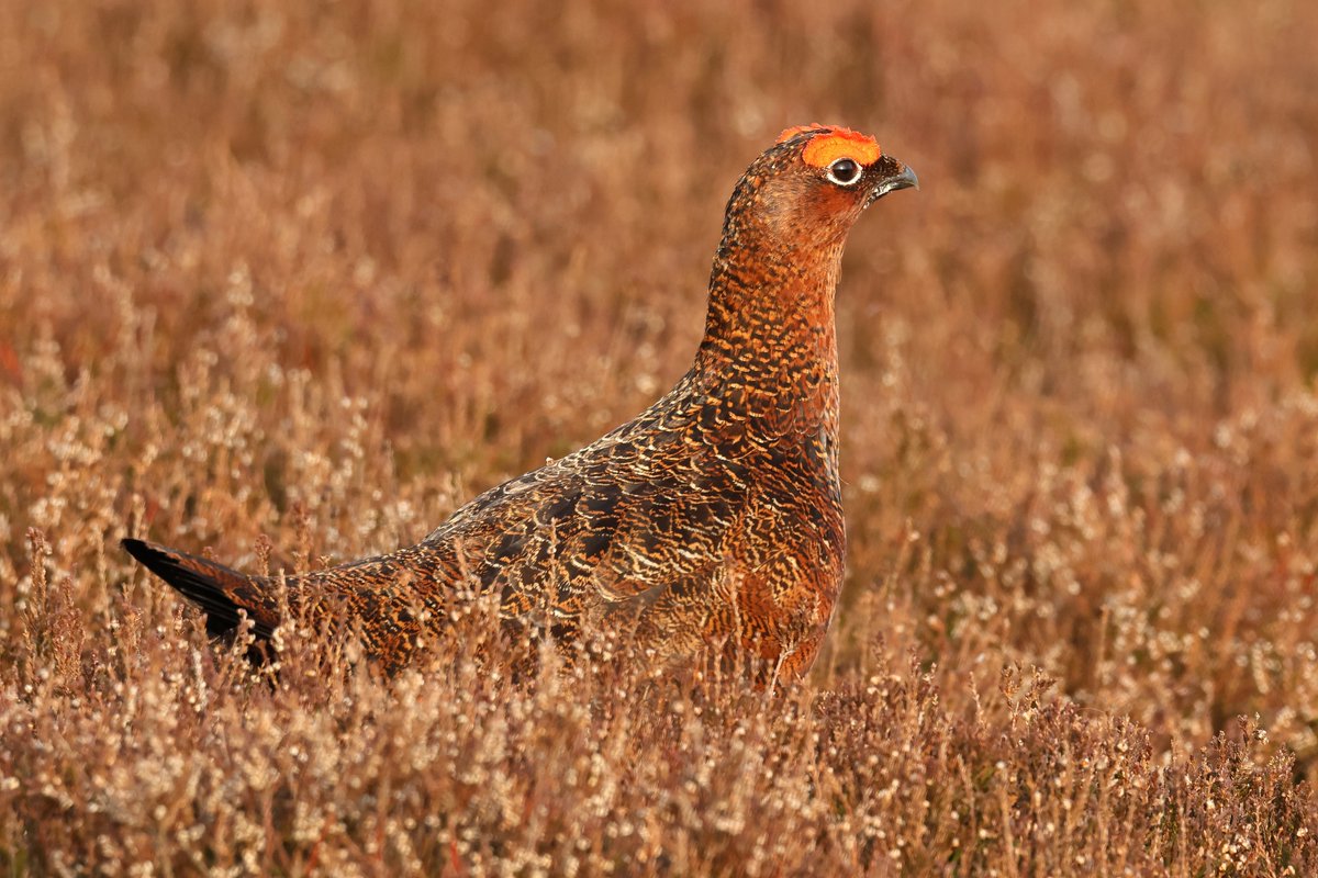 davyfullerton. tweet media