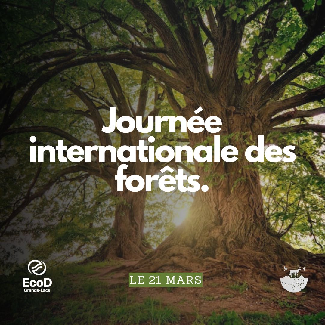 Protégeons nos forêts.

#Forêt #Biodiversité #Écosystèmes