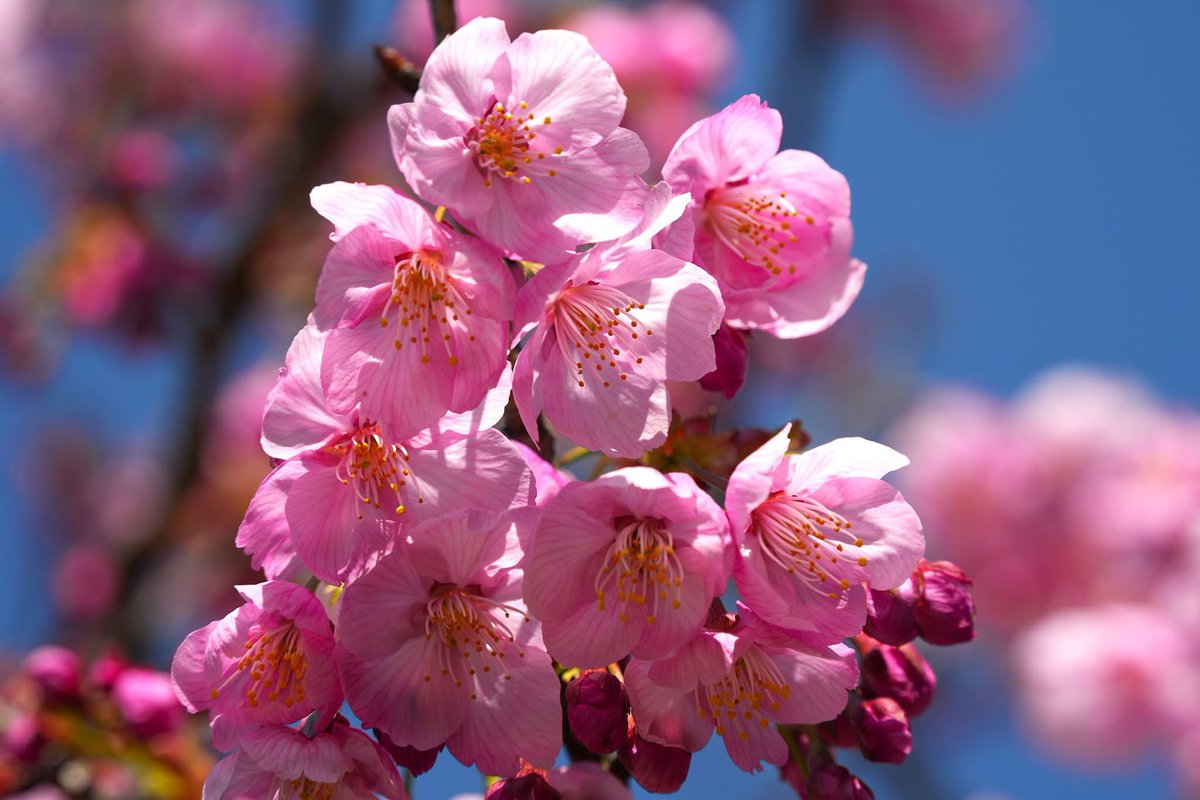 Morrow_M's tweet photo. 知多市佐布里、パークロードにて、河津桜。26-03-21
#佐布里パークロード 
#愛知県知多市 
#河津桜 https://t.co/qaYqVGBMhV