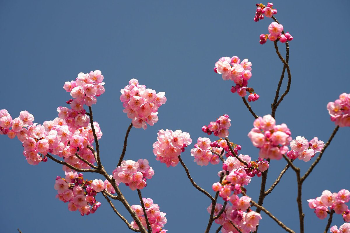 Morrow_M's tweet photo. 知多市佐布里、パークロードにて、河津桜。26-03-21
#佐布里パークロード 
#愛知県知多市 
#河津桜 https://t.co/qaYqVGBMhV