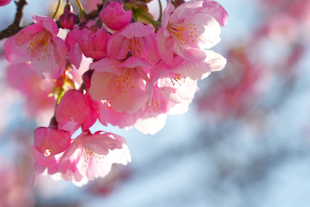 Morrow_M's tweet photo. 知多市佐布里、パークロードにて、河津桜。26-03-21
#佐布里パークロード 
#愛知県知多市 
#河津桜 https://t.co/qaYqVGBMhV
