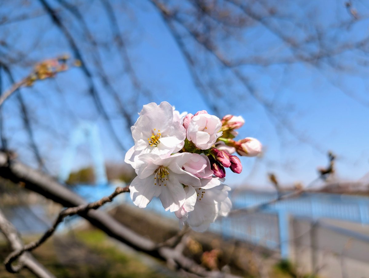 水元公園 #開花情報🌿】 園内のソメイヨシノが咲き始めました🌸 まだ一