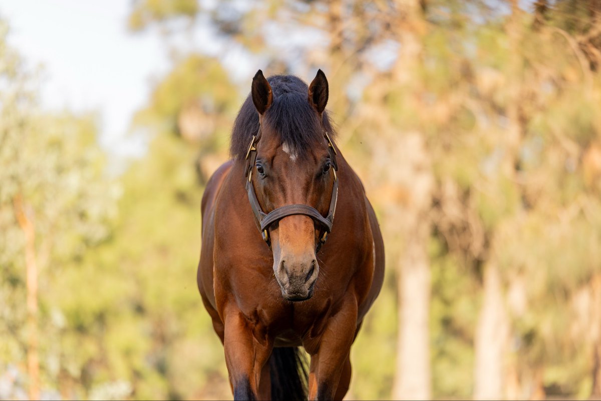 Coolmore Australia tweet media