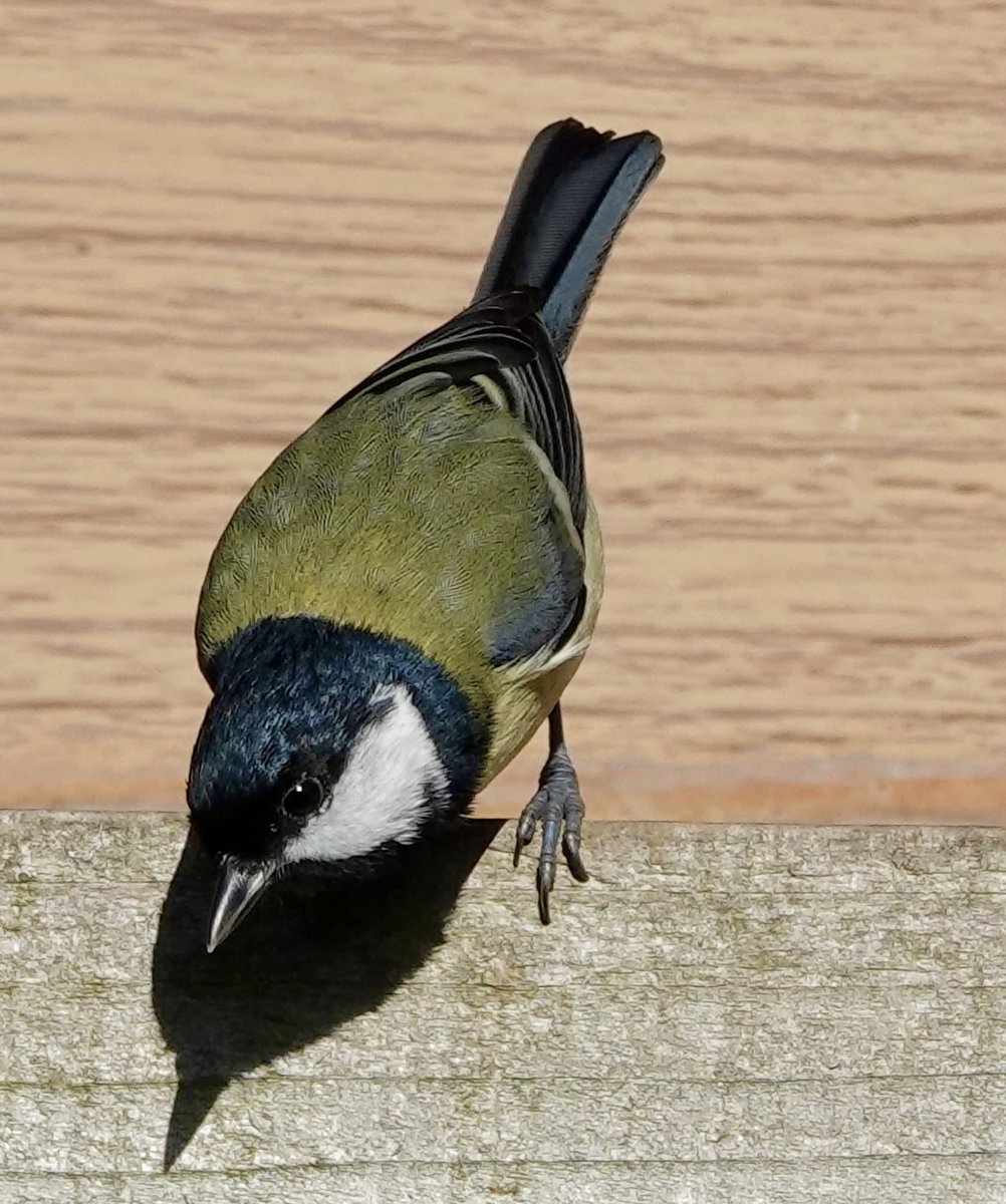 JavaJane🎱 tweet media