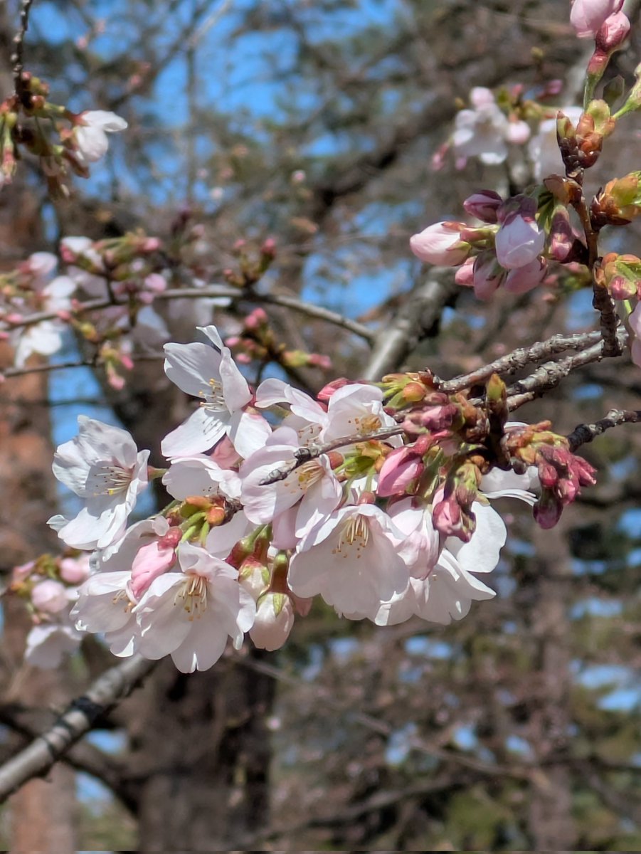 muzzle2020's tweet photo. 大宮公園の桜が開花🌸🌷した。
お花見の人もちらほら。県立博物館の開放的な窓からの眺めが良い。
＃大宮公園 https://t.co/TVkAs83kn2