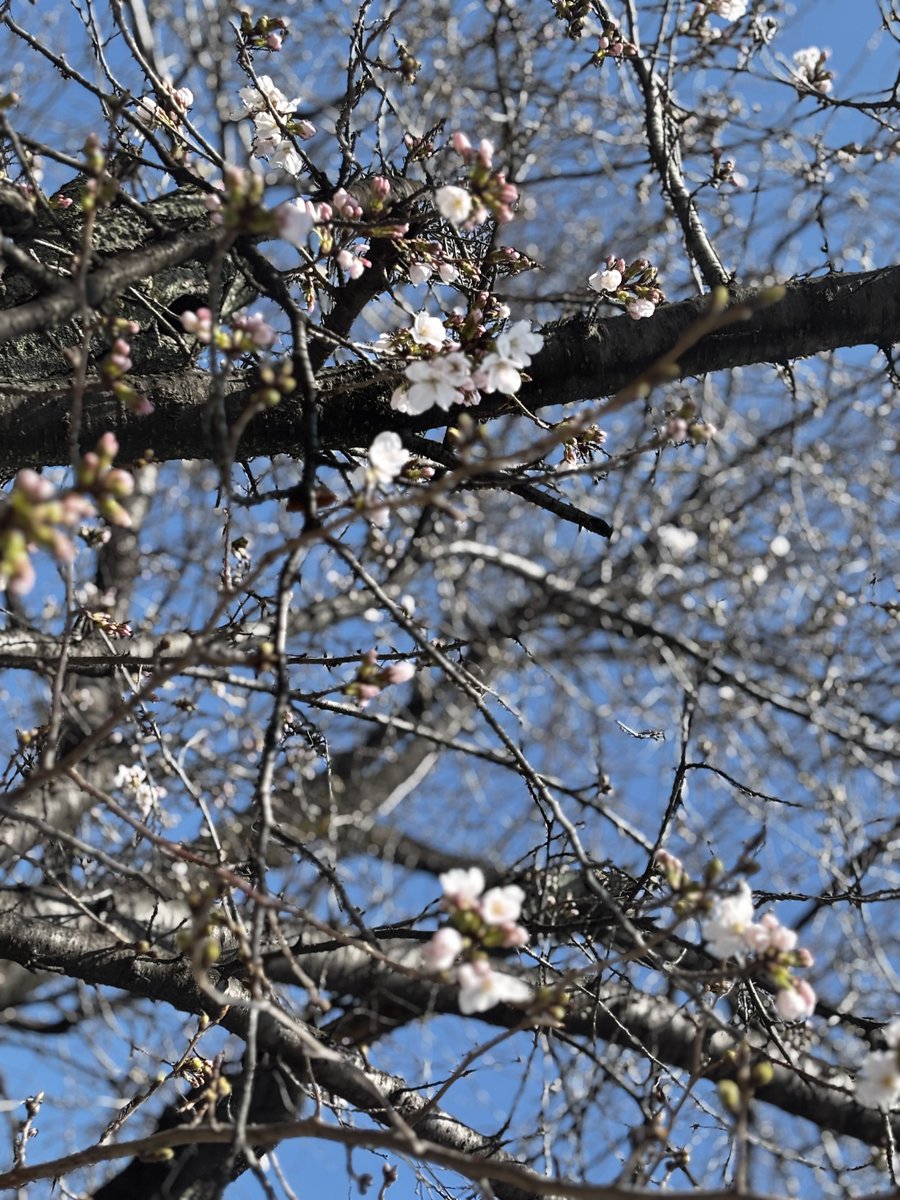 🌸咲き始めてた
来週は満開かな😊