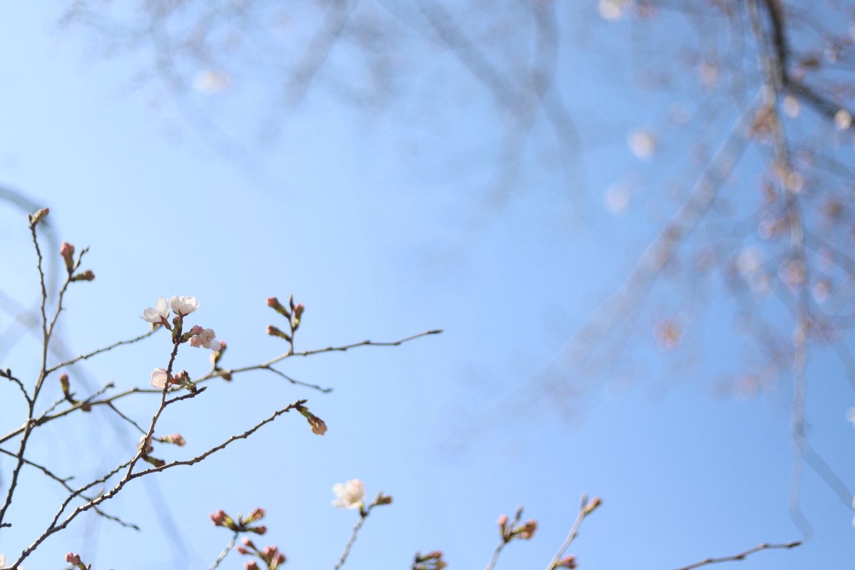 いちはやい花見