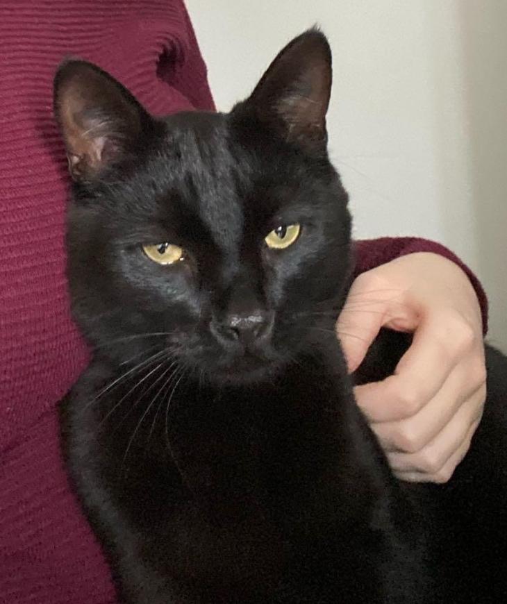 Missing Pets GB tweet media