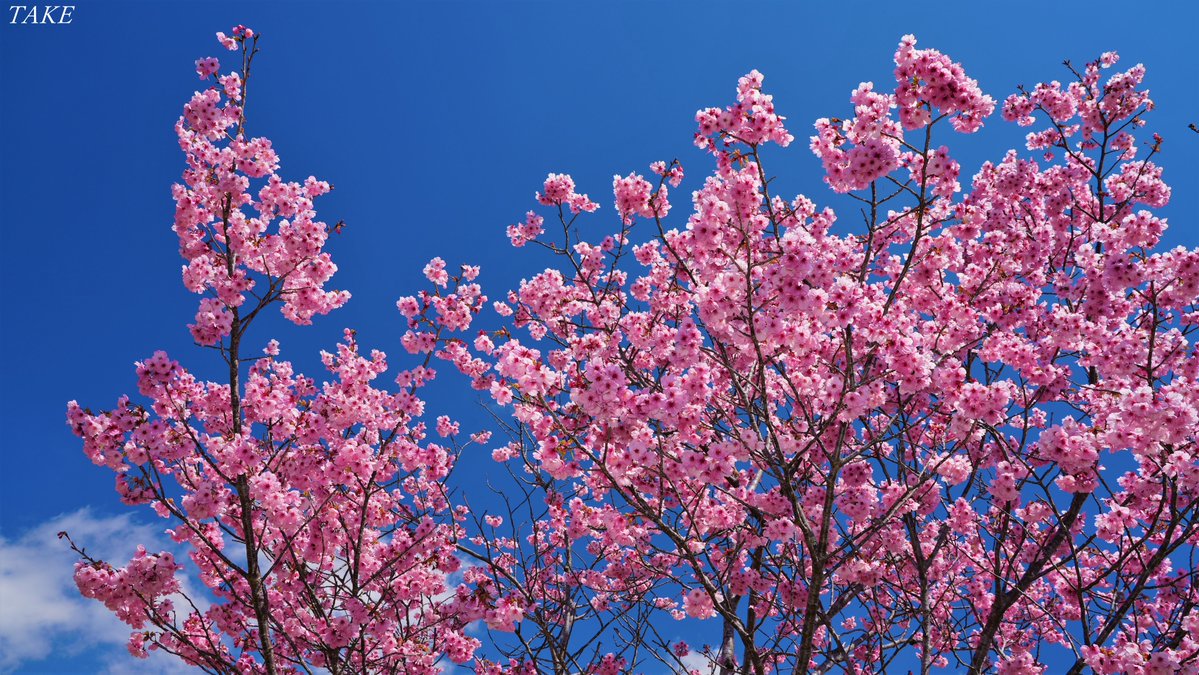 TAKE (花鳥風月 時々Bike) tweet media