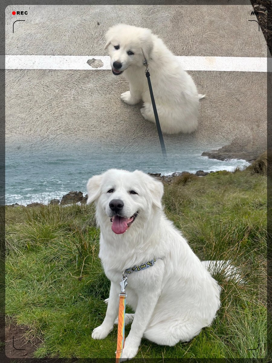 Ethan K Klein tweet media