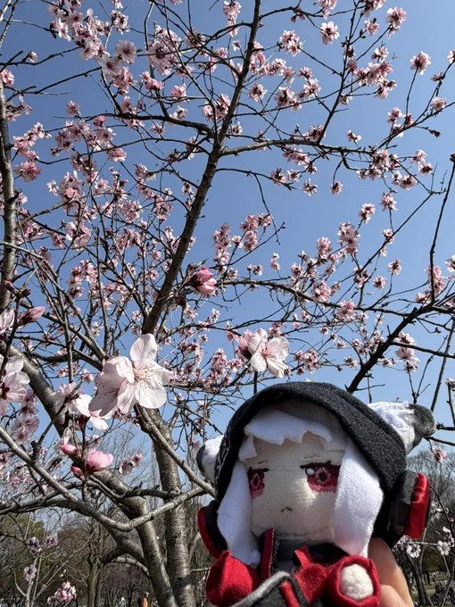アーモンドの木と