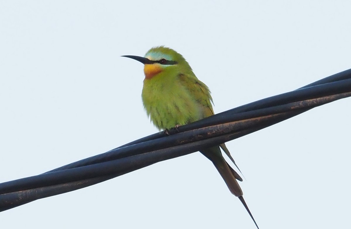Barcelona Birding Point tweet media