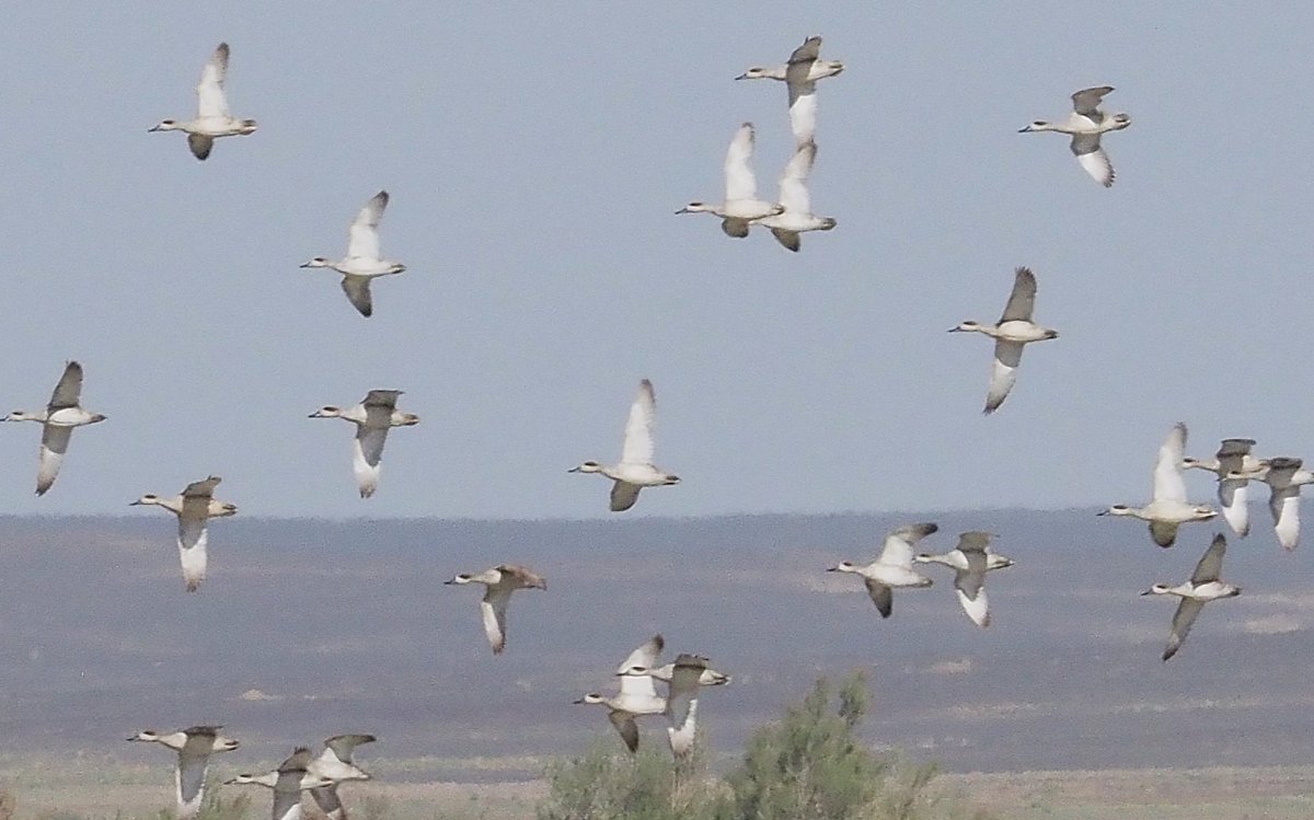 Barcelona Birding Point tweet media