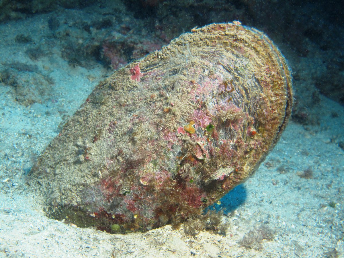 เฉลย หอยกาบจ้า 5555555