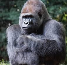 <a href="/A_thefonz/">Albert Cremer</a> Jetten onze primaatpremier