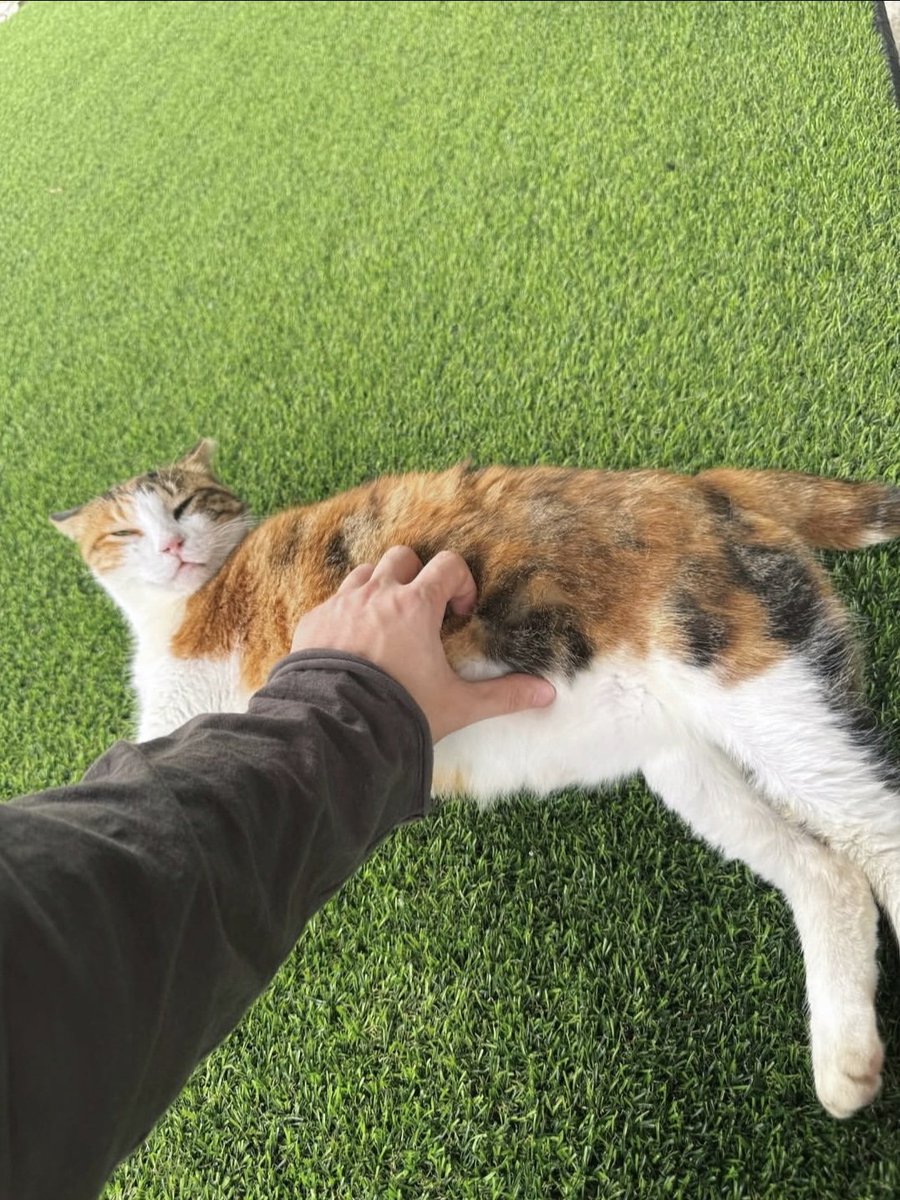 m1moon_'s tweet photo. KITTIES!! 
#ATSD #AtinySelcaDay #SAN #ATEEZ https://t.co/NWdSopKOx6