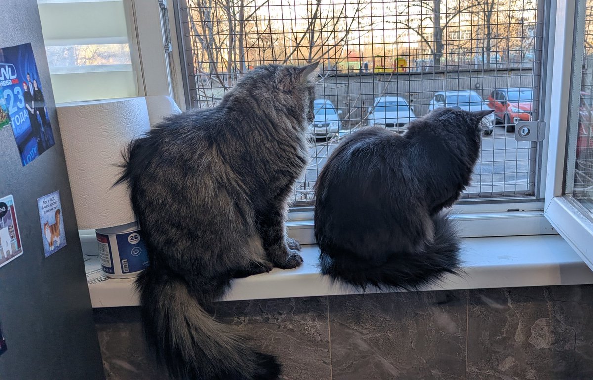 Половинка луны, меховые сыны tweet media