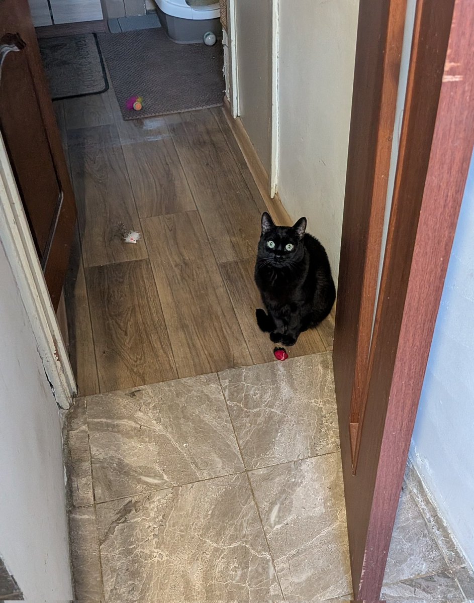 Половинка луны, меховые сыны tweet media