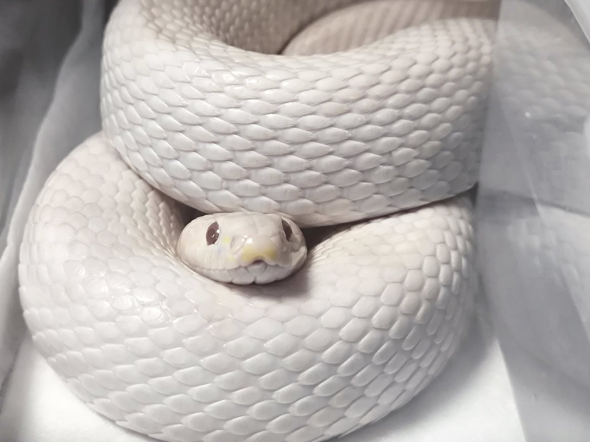 もちこ@Frontal☆Face tweet media