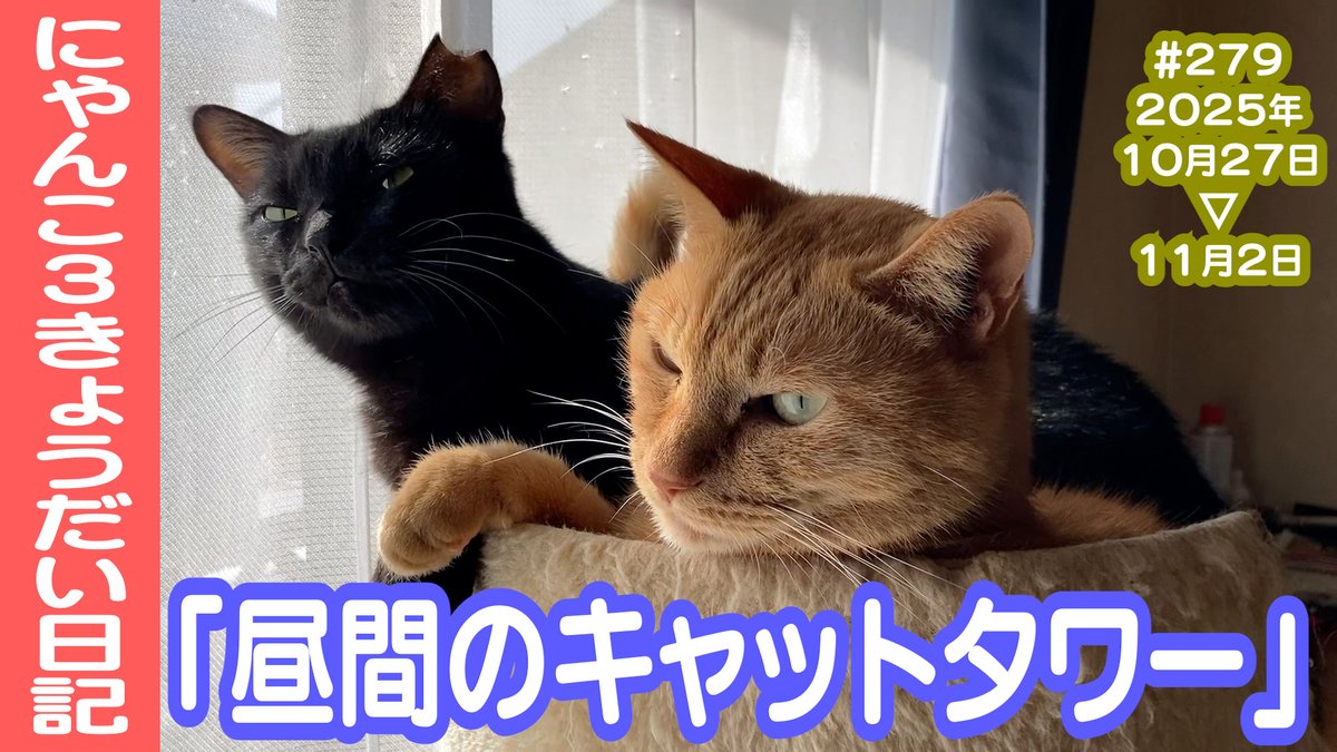 CatsLife_'s tweet photo. ❣️❣️YouTube上がりました❣️❣️

【ありかおぶっく @arikaobuk】さんの
「にゃんこ3きょうだい日記 #279 Diary of 3Cats」です✨🐈
↓
https://t.co/vIdWrhwqM5

とっても可愛いのでぜひご覧ください😊

#猫動画 #ネコ動画 #猫 #ねこ #保護猫 #繁殖引退猫 #癒し
#茶トラ #黒猫 #スコティッシュフォールド https://t.co/Slt14w6YYu