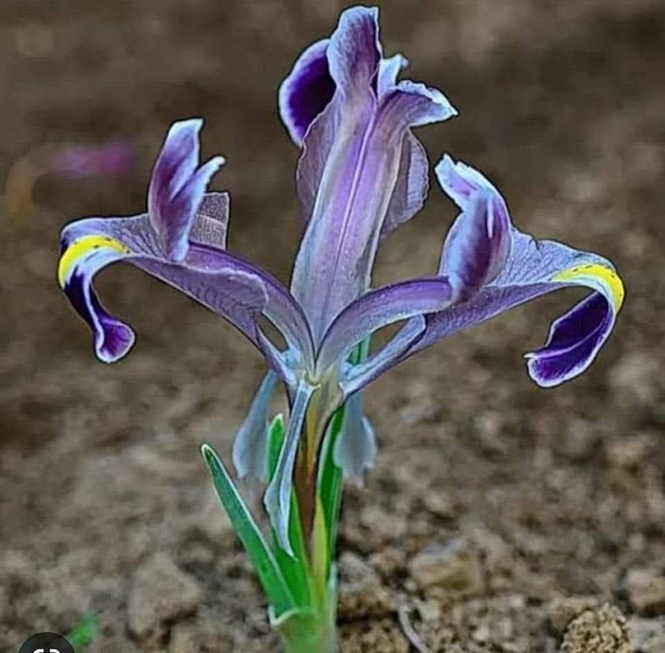 #Nevruz
Baharın tüm renkleri gibi,birarada #Kardeşçe bir yaşam dilekleriyle,
#Nevruz'un bu zor günlerde tüm #Türkiye'ye #Sağlık, #Barış ve #Umut dolu günler getirmesini diliyorum.
#NevruzBayramı kutlu olsun.