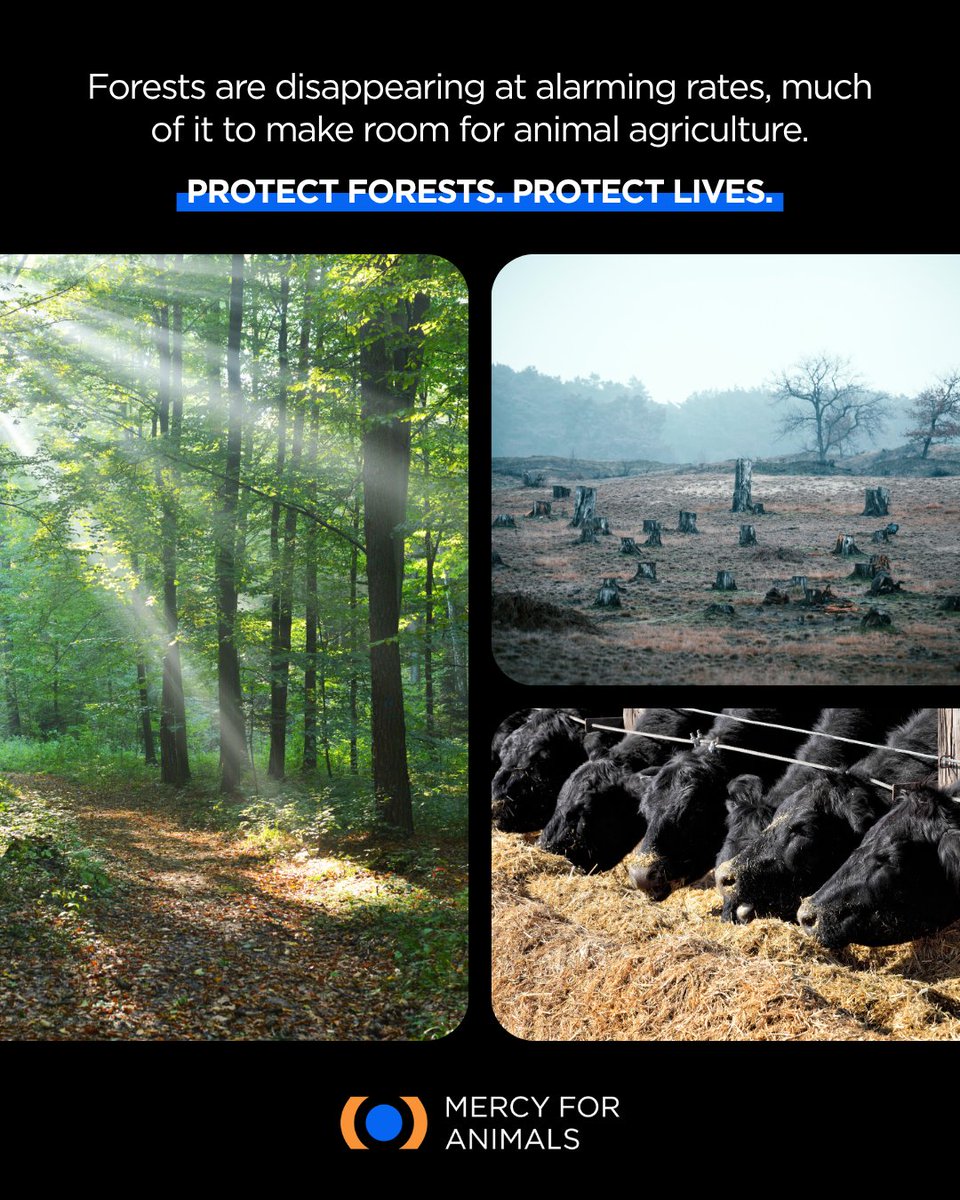 Mercy For Animals India tweet media